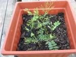 Mystery Plant - seedling