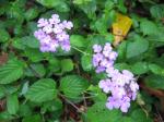 Purple Lantana