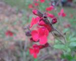 Red Autumn Sage