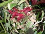 Underside of leaves.