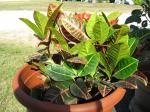 Croton