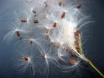 Seed Pod Explosion