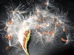 Seed Pod Explosion