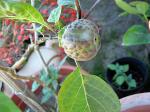 Datura Seed Pod
