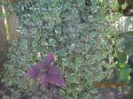 variegated plectranthus or Iboza