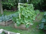 Winter Squash bed with Broccoli bed beside it.
