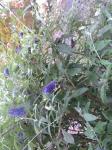 Butterfly Bush 