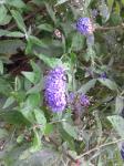 Butterfly Bush 