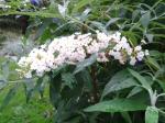 Butterfly Bush 