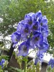 Monkshood