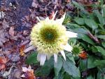 Echinacea 'Key Lime' 