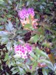 Spiraea 