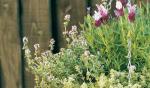 Lavender & Thyme - Proven Winners