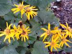 Ligularia