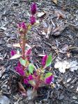 Flamingo Flower