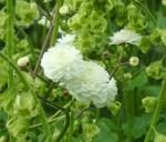 Ranunculus aconitifolius og Tellima grandiflora