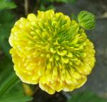 Ranunculus constantinopolitanus and a funny bud in the bloom