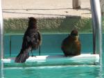 A very large bird bath.