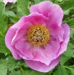 Paeonia-species