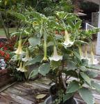 Variegated Angels Trumpet