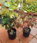 Oakleaf hydrangea & Hibiscus kopper king