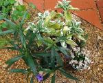 Jasmine, mexican petunia & variegated hydrangea