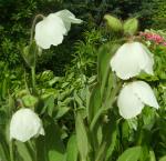 Meconopsis