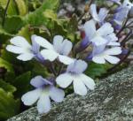 That rock plant I never remember the name of.