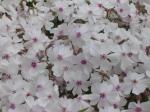 Phlox close-up