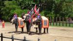 Elephant show