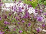 Aquilegia ecalcarata