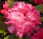 Rhododendron 