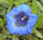 Gentiana acaulis