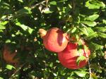 Ripening Pomegranate