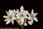 Allium Tuberosum (garlic chives)