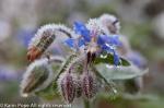 Frosted Borago