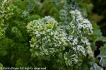 Chilly parsley