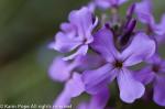 Hesperis Matronalis