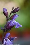 Salvia officinalis