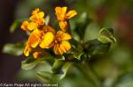 Tagetes mexicana