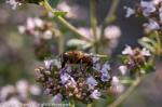 Bee on Oregano