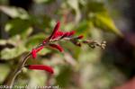 Tangerine Sage