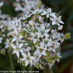 Allium Tuberosum (garlic chives)