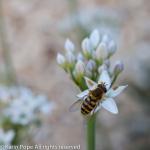 Allium Tuberosum (garlic chives)