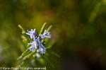 Rosmarinus officinalis