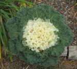 Flowering Kale (close up)
