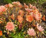 Lewisia