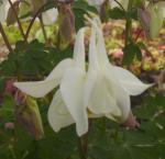 White Aquilegia