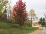 Autumn Blaze Maple along drive