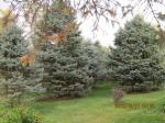 Blue Spruces in front yard